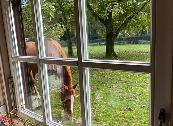 Gruener Garten mit Blumen am Ferienhaus in Houtdorp, Gemeinde Ermelo, Veluwe, Gelderland.