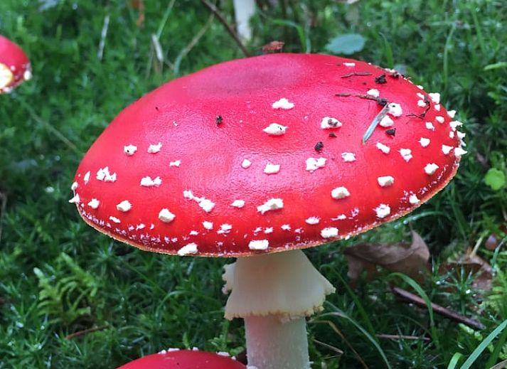 Geraeumiger Garten mit Baeumen beim Ferienhaus in Houtdorp, Ermelo, Veluwe, Gelderland.