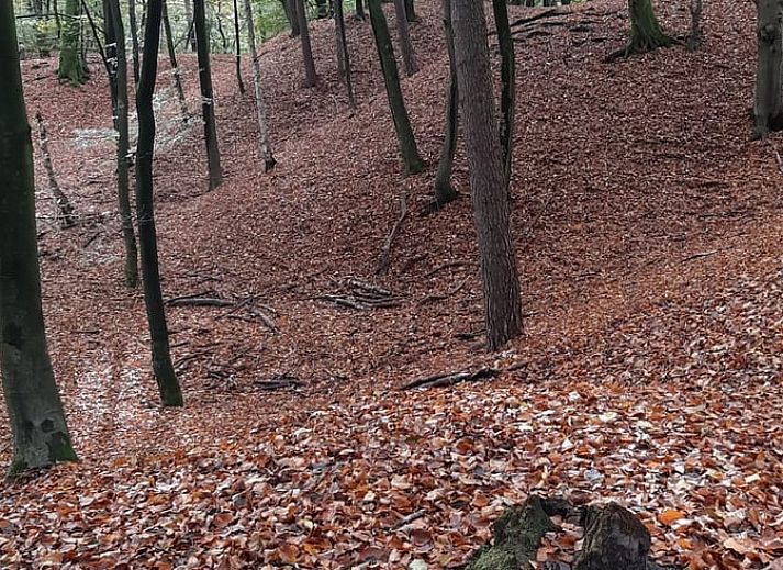 Geraeumiger Garten mit Baeumen beim Ferienhaus in Houtdorp, Ermelo, Veluwe, Gelderland.