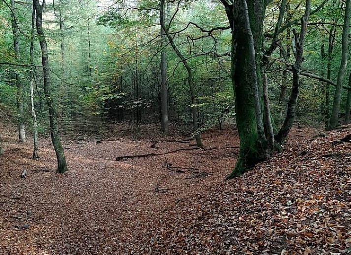 Geraeumiger Garten mit Baeumen beim Ferienhaus in Houtdorp, Ermelo, Veluwe, Gelderland.