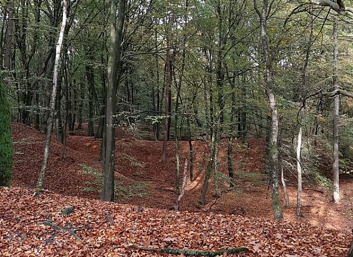 Pferde grasen auf der Wiese in der Naehe des Cottage in Houtdorp, Ermelo, Veluwe, Gelderland.