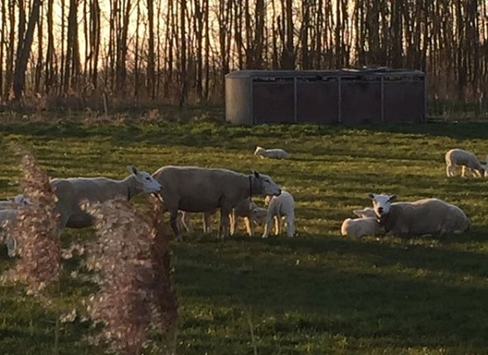 Verblijf 332102 - Vakantiewoning Noordoost Groningen - Vakantiehuis in Wirdum