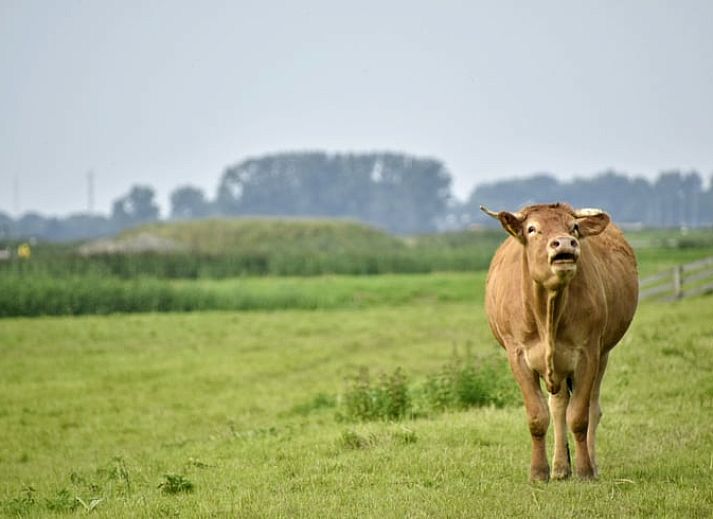 Unterkunft 340205 - Ferienhaus Noordwest Groningen - Vakantiehuis in Ezinge
