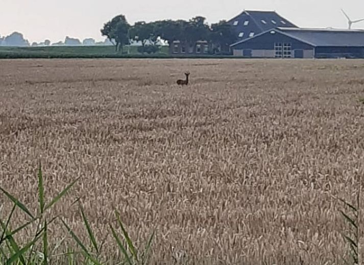 Verblijf 340206 - Vakantiewoning Noordwest Groningen - Vakantiehuisje in Ezinge