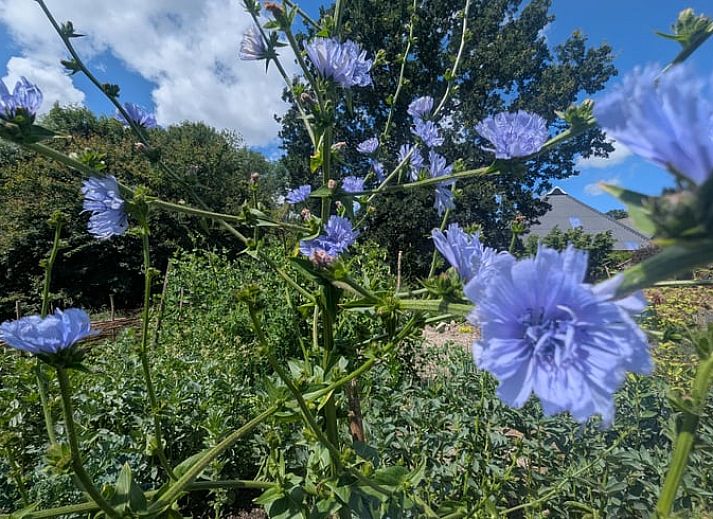 Unterkunft 340712 - Ferienhaus Noordwest Groningen - Vakantiehuisje in Warfhuizen