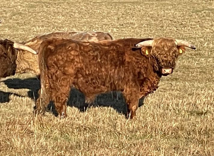 Zonnig terras bij Robbenoort 127, 'Lauwie' vakantiehuis in Lauwersoog, Groningen, ideaal voor ontspanning in de natuur.