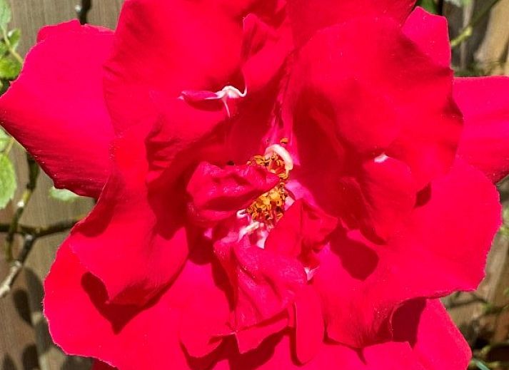 Guest house 3413247 - Holiday property Noordwest Groningen - Robbenoort 48