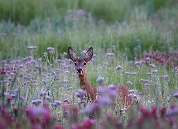 Comfortabele tweepersoonskamer in Vakantiehuisje in Molenrij, ideaal voor een ontspannen verblijf.