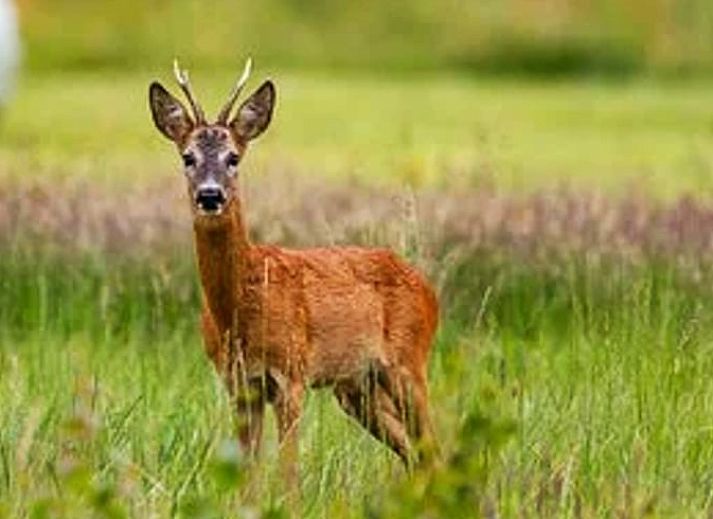 Stijlvolle woonkamer in Vakantiehuisje in Molenrij, met kleurrijke details in Noordwest Groningen.