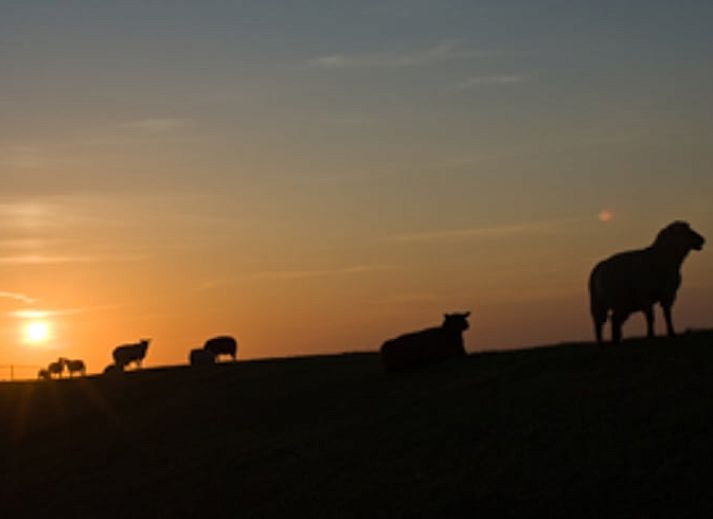 Stijlvolle woonkamer in Vakantiehuisje in Molenrij, met kleurrijke details in Noordwest Groningen.