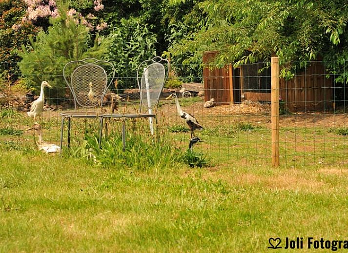Unterkunft 350105 - Ferienhaus Zuidoost Groningen - Vakantiehuisje in Ter Apel
