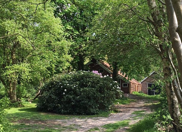 Vakantiehuisje in Vriescheloo, omringd door weelderige natuur in Zuidoost Groningen, ideaal voor een serene vakantie in een groene omgeving.