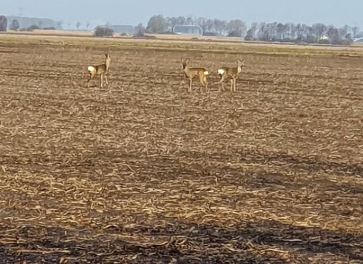 Unterkunft 350309 - Ferienhaus Zuidoost Groningen - Vakantiehuisje in Vriescheloo