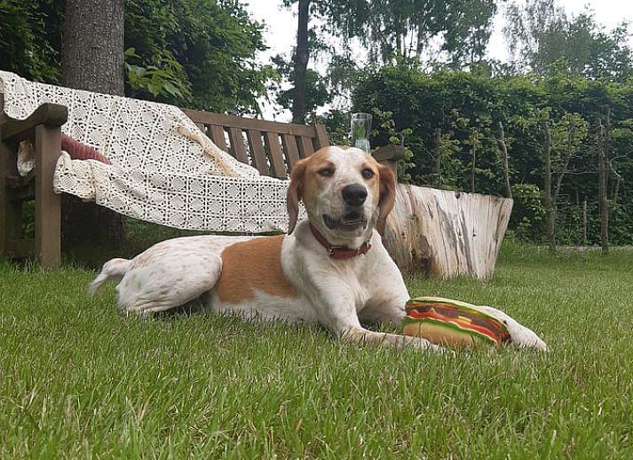 Unterkunft 350313 - Ferienhaus Zuidoost Groningen - Huisje in Vriescheloo