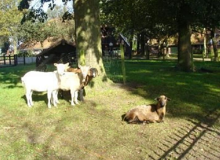Verblijf 350317 - Vakantiewoning Zuidoost Groningen - Vakantiehuis Gemütlicher Ferienhof Loosternest in Vrieschel