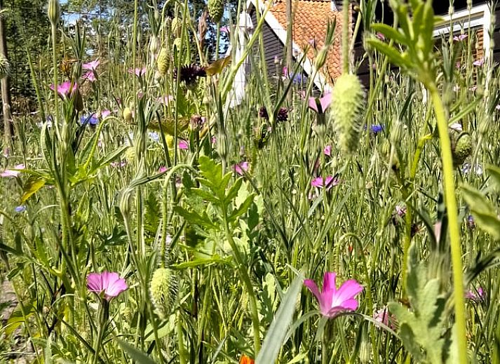 Spielzimmer im Ferienhaus in Bourtange Ferienhaus mit Billardtisch und Tischtennis in Groningen.