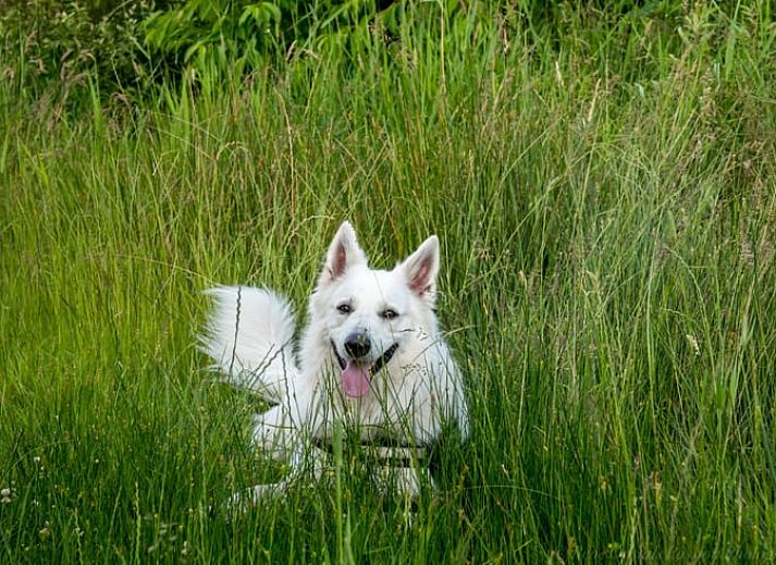 Zonnig terras bij Vakantiehuisje in Wedde, Zuidoost Groningen, met comfortabele zitplaatsen en tuin.