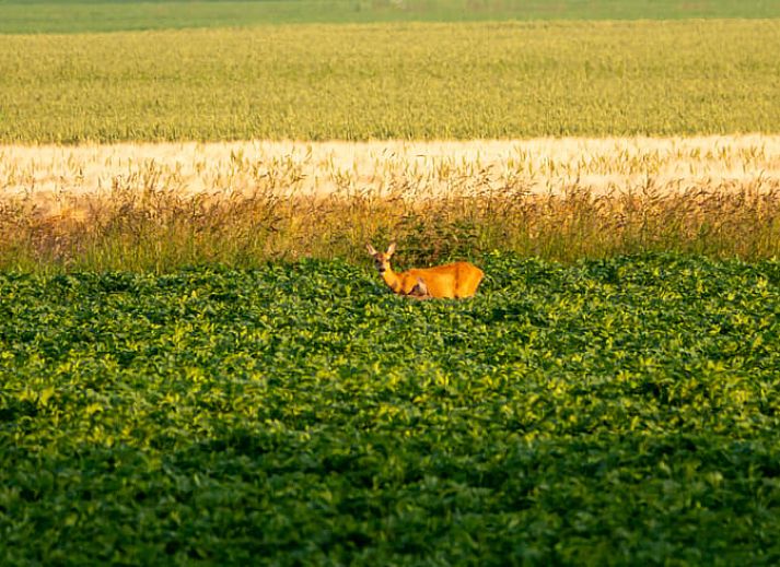 Gezellige woonkamer van Vakantiehuis in Wedde, Zuidoost Groningen, ideaal voor ontspanning.
