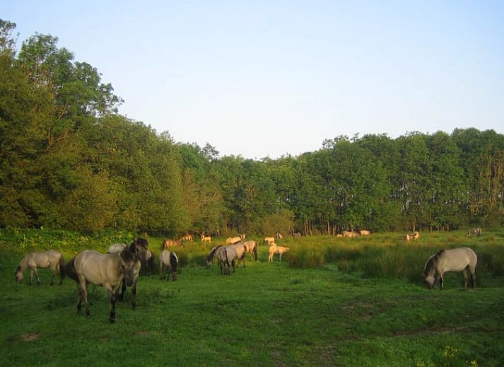 Rustic setting at Holiday Home in Midwolda, tucked away in the woods of Groningen.