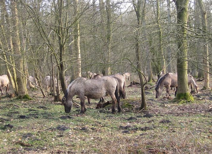 Rustic setting at Holiday Home in Midwolda, tucked away in the woods of Groningen.