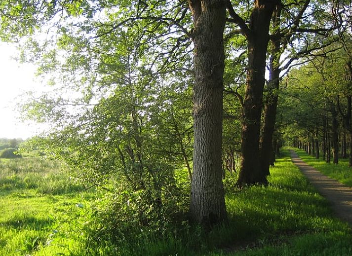 Rustic setting at Holiday Home in Midwolda, tucked away in the woods of Groningen.