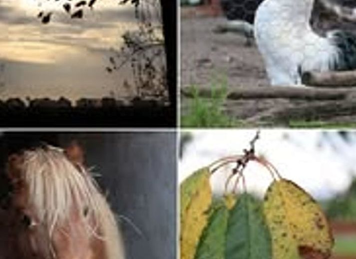 Unterkunft 353601 - Ferienhaus Zuidoost Groningen - Vakantiehuisje in Vledderveen