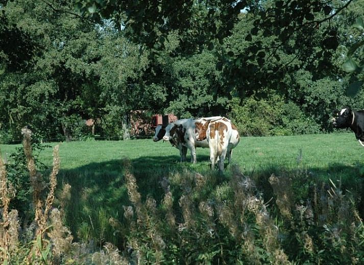 Huisje in Zevenhuizen, vakantiehuis omringd door kleurrijke bloemen in Zuidwest Groningen, Groningen.