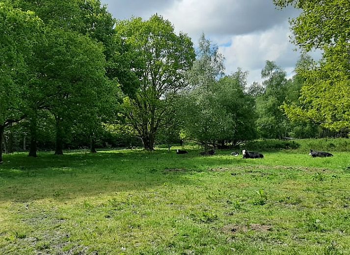 Entspannen Sie sich im sprudelnden Jacuzzi im Ferienhaus in Haren mit Blick auf den Fluss.