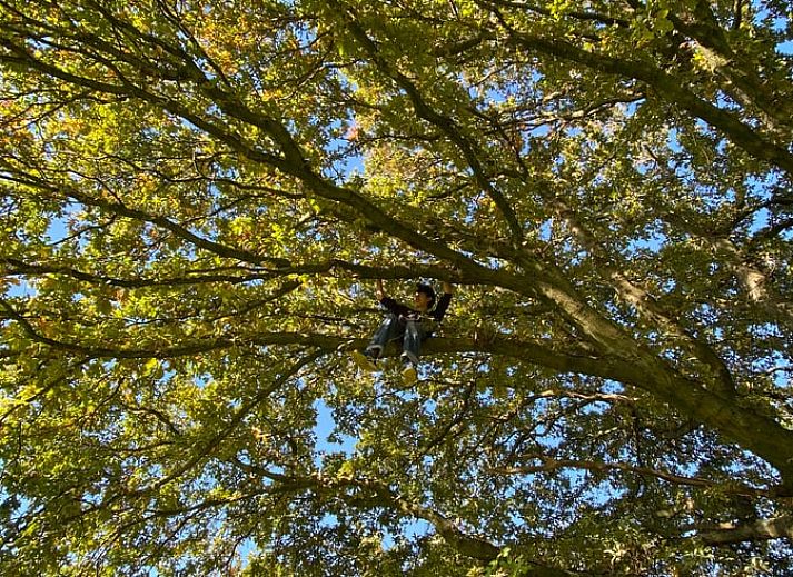 Guest house 371503 - Holiday property Midden Limburg - Vakantiehuis in Koningsbosch