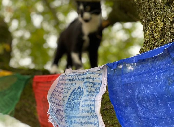 Guest house 371503 - Holiday property Midden Limburg - Vakantiehuis in Koningsbosch