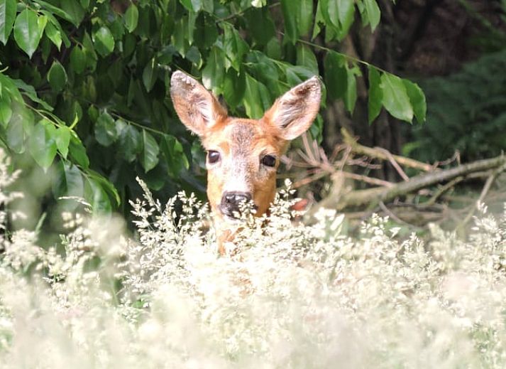 Guest house 371503 - Holiday property Midden Limburg - Vakantiehuis in Koningsbosch