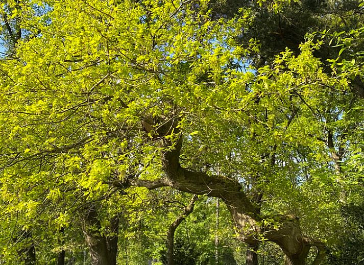 Guest house 371503 - Holiday property Midden Limburg - Vakantiehuis in Koningsbosch