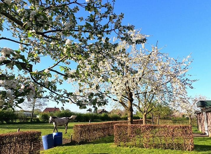 Vacation cottage in Roggel with spacious garden, perfect for a restful vacation in Central Limburg.