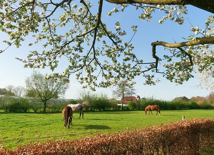 Vacation cottage in Roggel with spacious garden, perfect for a restful vacation in Central Limburg.