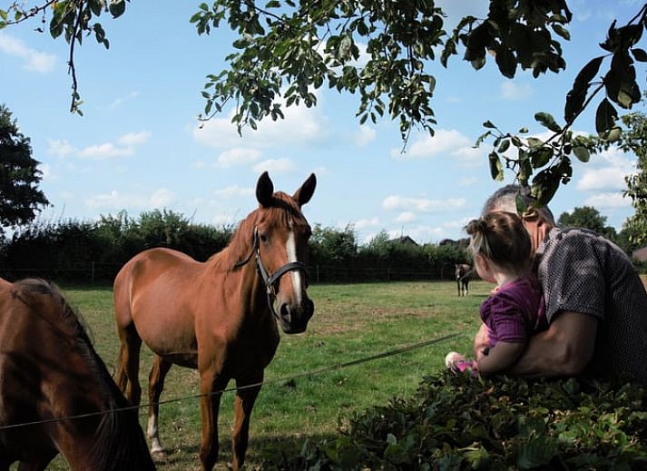 Terrace at Holiday home in Roggel, ideal for outdoor dining in green Limburg.