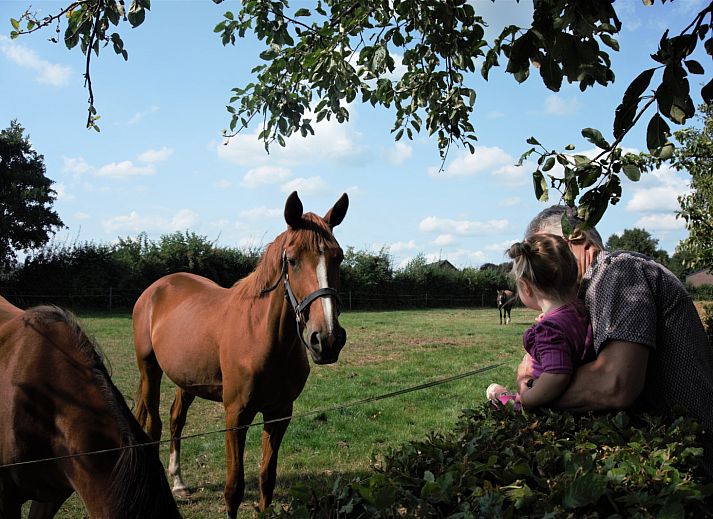 Unterkunft 372422 - Ferienhaus Midden Limburg - L131