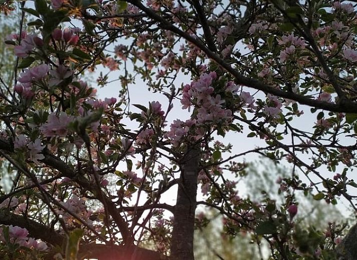 Unterkunft 372612 - Ferienhaus Midden Limburg - Vakantiehuis in Stramproy