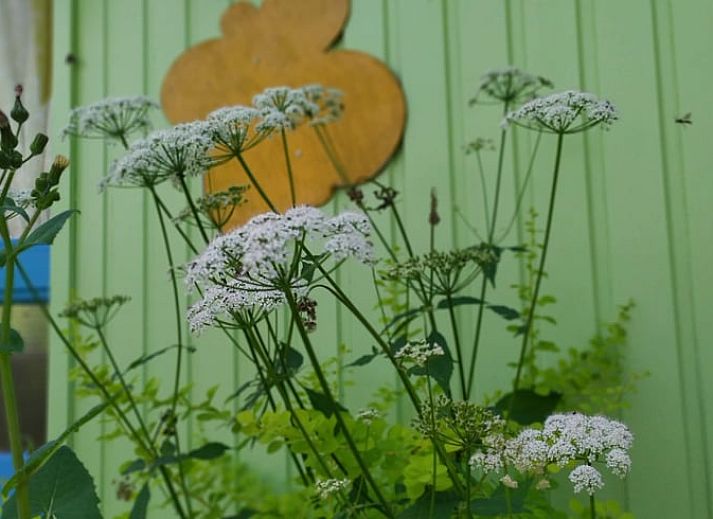 Unterkunft 372612 - Ferienhaus Midden Limburg - Vakantiehuis in Stramproy