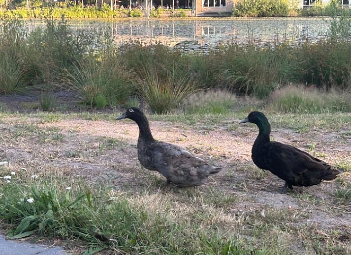 Stylish living room of Holiday Home in Stramproy, Central Limburg, with modern furnishings and comfortable seating area for relaxation.