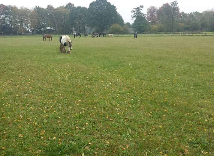 Geraeumiges Wohnzimmer im Ferienhaus in Susteren, Limburg, perfekt fuer Entspannung und Gemuetlichkeit.