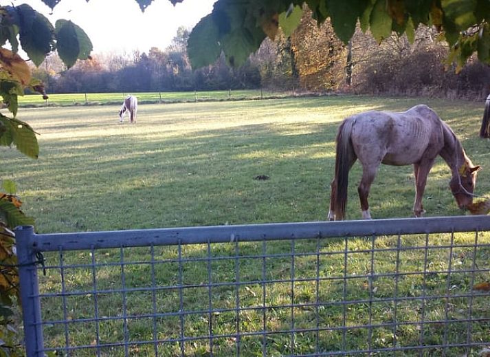 Geraeumiges Wohnzimmer im Ferienhaus in Susteren, Limburg, perfekt fuer Entspannung und Gemuetlichkeit.