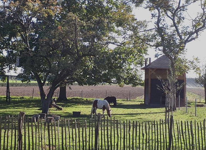 Groene tuin bij Vakantiehuisje in Nederweert_Eind, een vakantiehuis omringd door natuur in Midden Limburg.