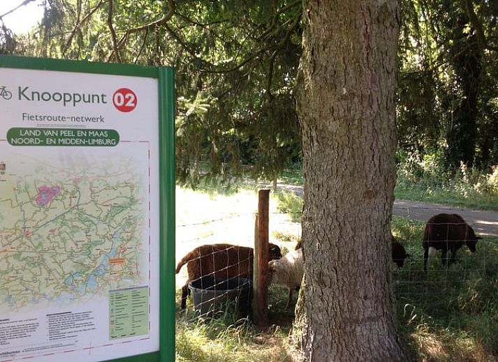 Zonnig terras van Vakantiehuisje in Nederweert_Eind, perfect voor ontspanning in Midden Limburg, Limburg.