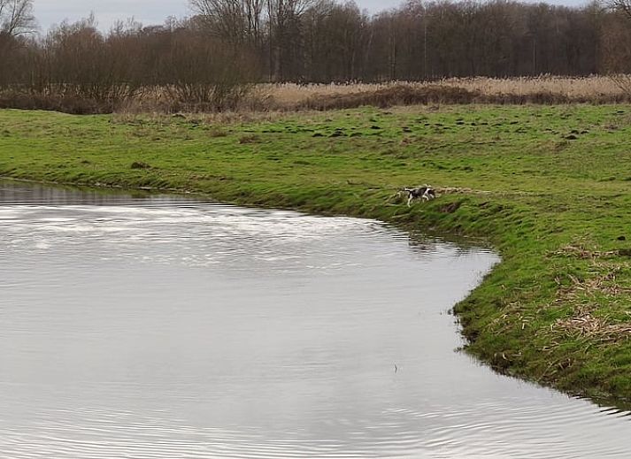 Garten im Ferienhaus in Kelpen-Oler, einem Ferienhaus in Mittellimburg, mit bluehenden Hortensien und rustikalem Charme.
