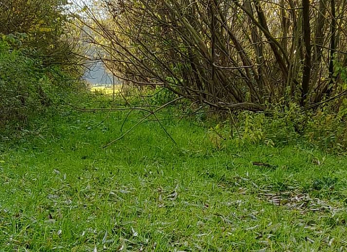 Garten im Ferienhaus in Kelpen-Oler, einem Ferienhaus in Mittellimburg, mit bluehenden Hortensien und rustikalem Charme.