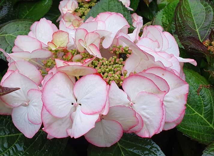 Unterkunft 375001 - Ferienhaus Midden Limburg - Vakantiehuisje in Panningen