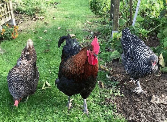 Verblijf 375201 - Vakantiewoning Midden Limburg - Vakantiehuis in Melick