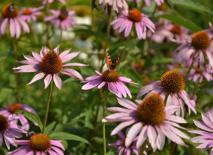 Unterkunft 375202 - Ferienhaus Midden Limburg - Vakantiehuis in Melick