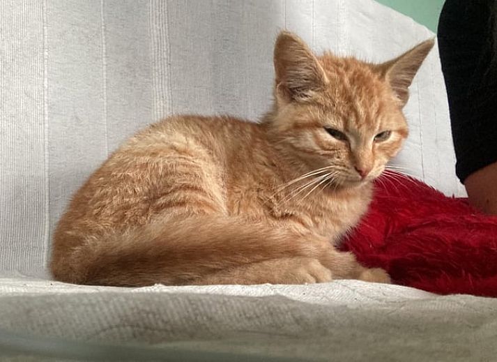 Verblijf 380836 - Vakantiewoning Noord Limburg - Huisje in Well