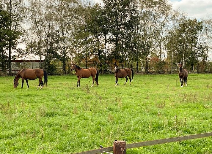Unterkunft 381105 - Ferienhaus Noord Limburg - Vakantiehuisje in Melderslo